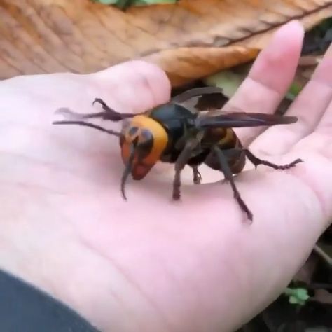 Nature & Animals’s Instagram profile post: “Up close & personal with a Asian giant hornet. (Vespa Mandarinia) At more than 2 inches long, I’d be utterly terrified if I was this guy 😂…” Long I, Wasp, Hornet, Nature Animals, This Guy, Bugs, Instagram Profile, Bee, Angel