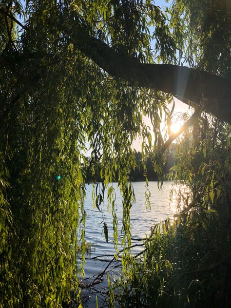 Willow Tree Sunset, Sky Lake, Willow Tree, Chiropractic, Starry Sky, The Tree, Witch, Poetry, Trees