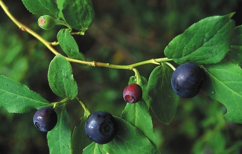 NATIVE PLANTS -- The huckleberry bush, the most revered shrub in the Inland Northwest, is getting less respect as berry pickers succumb to greed. Practices are getting so bad, the Forest Service has issued a media release warning that recently observed practices -- such as... Fruits Name In Hindi, Huckleberry Bush, Huckleberry Plant, Fruits Name, Fruit Names, Berry Bushes, Victory Garden, Bear Spray, Blueberry Bushes