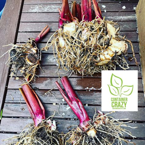 Overwintering Canna Lily Rhizomes Part II – Container Crazy CT Canna Lilly, Canna Bulbs, Black Nursery, Types Of Bugs, Tomato Seedlings, Canna Lily, Patio Pots, Overwintering, Lily Plants