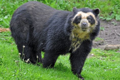 The largest species of bears in the world / https://lifesprism.com/animals/largest-species-bears-24470 Check more at https://lifesprism.com/animals/largest-species-bears-24470 Spectacled Bear, Black Bear, Brown Bear, Bears, The World, Animals