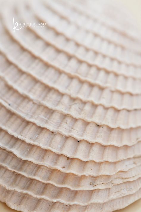 seashell | [Explore!]d on September 16th. 3166 | Karen | Flickr Seashells Patterns, Mood Images, Pinterest Room Decor, Fashion Portfolio, Natural Forms, Good Energy, Texture Design, Texture Art, Design Process