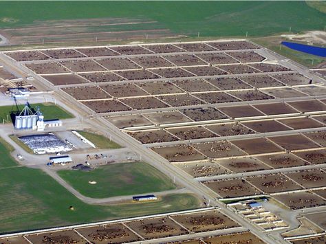 Feedlot Cattle Design, Homestead Knowledge, Cattle Facility, Cattle Feeder, Reasons To Go Vegan, Barn Layout, Physics Notes, Farm Layout, Dairy Cattle