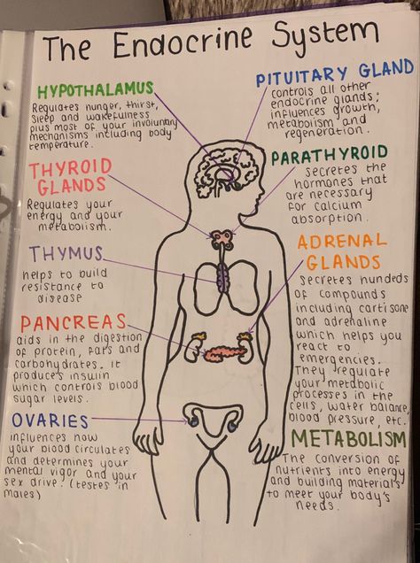 General Anatomy Notes, A&p 2 Study Tips, Nursing Anatomy Notes, Cma Study Notes, Study Notes Social Studies, Studying For Anatomy And Physiology, How To Take Notes For Anatomy, Med School Aesthetic Study, A&p 2 Notes