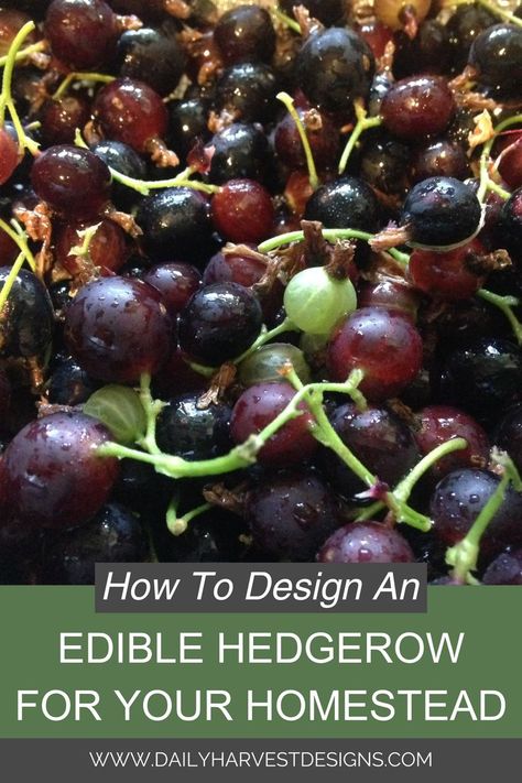 Are you looking for a landscape design solution that will create privacy, increase your food production, provide wildlife habitat, and add beauty to your yard? Then, how about planting an edible hedgerow? A hedgerow is simply a hedge of trees and/or shrubs that often borders a road, property line, or fence. #HomesteadGardening #EdibleLandscaping #PermacultureDesign #SustainableLiving #HomesteadLife #GardenDesign #DIYHomestead #OrganicGardening #BackyardFarming #GreenThumb #HedgerowDesign Hedgerow Fence, Backyard Hill Landscaping, Fruit Trees Backyard, Low Maintenance Landscaping Front Yard, Tropical Backyard Landscaping, Small Trees For Garden, Trees For Front Yard, Palm Trees Landscaping, Landscaping On A Hill