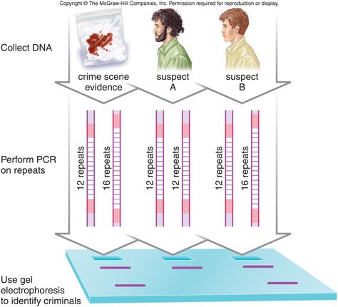 Polymerase Chain Reaction, Dna Fingerprinting, Dna Structure, Biology Revision, Biology Classroom, Biology Lessons, Nucleic Acid, Genetic Engineering, Biology Notes