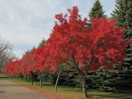 3b Gardening, Acer Ginnala, Red Sunset Maple, Amur Maple, Texas Trees, Native Gardens, Street Trees, Maple Trees, Garden Vines