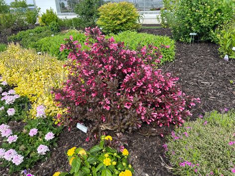 Very Fine Wine Weigela® Spilled Wine Weigela, Weigela Wine And Roses, Proven Winners Perennials, Dark Foliage, Bright Pink Flowers, Long Blooming Perennials, Hardiness Zones, Garden Display, Garden Calendar