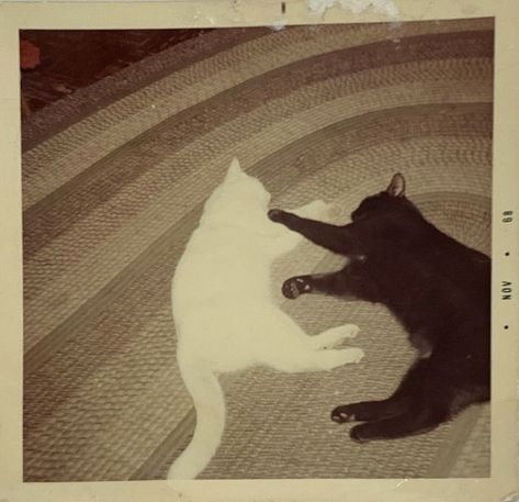 Two Cats, Brown Cat, Silly Cats, Vintage Cat, Pretty Cats, Insta Photo Ideas, 귀여운 동물, Cat Photo, Cute Cats