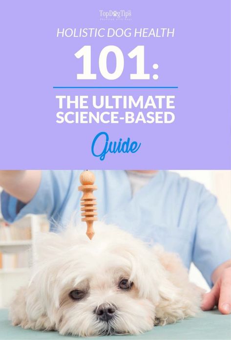 Dog Gut Health, Holistic Dog Care, Dog Health Tips, Dog Food Storage, Dog Health Care, Health Guide, Dog Care Tips, Obedience Training, Dog Obedience