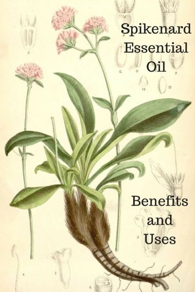 A Guide To Spikenard Essential Oil and Its Benefits and Uses Biblical Plants, Spikenard Essential Oil, Best Tea Brands, Diy Herbal Remedies, Essential Oils Herbs, Essential Oil Benefits, Tea Benefits, Diy Essential Oils, Oil Benefits