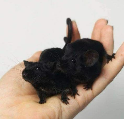 Rats Cute, Rattus Rattus, Fancy Mouse, Black Rat, Rats And Mice, Funny Rats, Cute Rats, Pet Rats, Cute Hamsters