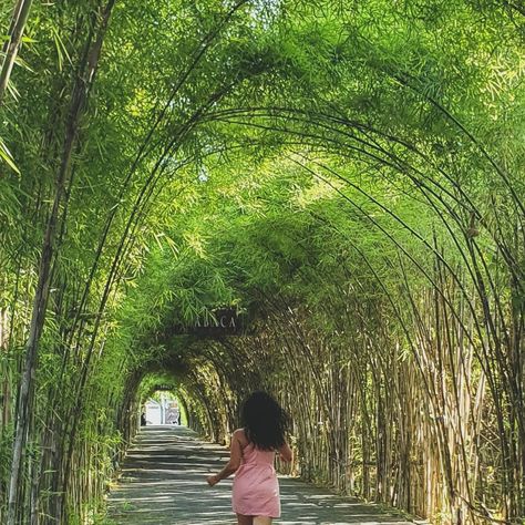 Bamboo Pathway, Bamboo Walkway, Bamboo Tunnel, Bamboo Arch, Wellness Garden, Bamboo Landscape, Roman Garden, Restaurant Plan, Park Design