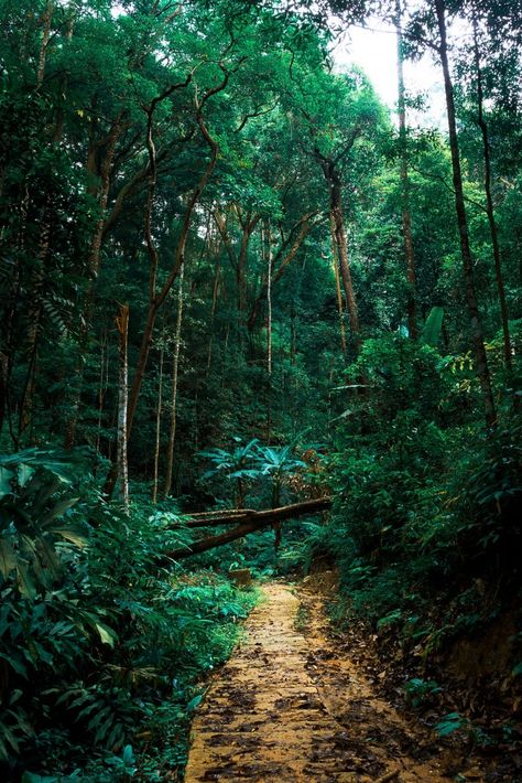 Green Background Aesthetic Landscape, Green Trees Background, Green Tree Background, Plain Green Background, Short Background, Green Forest Background, Blur Light Background, Green Nature Background, Outfits Background