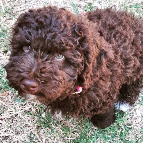 Spanish Water Dog Spanish Water Dog Puppy, Spanish Water Dog, Lagotto Romagnolo, All Breeds Of Dogs, Portuguese Water Dog, Dream Dog, Water Dog, Dog Puppy, Puppy Love