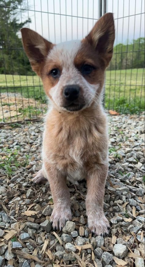 Red Heeler Mix Dogs, Red Heeler Puppy, Red Heeler Puppies, Country Dogs, Red Heeler Dog, Queensland Heeler, Australian Cattle Dog Puppy, Aussie Cattle Dog, Heeler Dogs