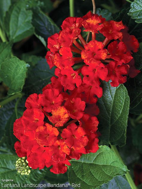 Red Lantana, Lantana Flower, Lantana Plant, Greek Flowers, Lantana Camara, Flower Tower, Full Sun Plants, Container Gardening Flowers, Sun Plants