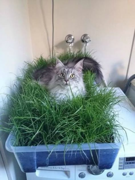 Cat Grass Indoor, Indoor Cat Garden, Fruit Cat, Lawn Ideas, Cat Patio, Diy Cat Tree, Outdoor Cat Enclosure, Diy Herb Garden, Cats Diy Projects