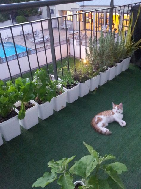 I put  a synthetic turps on my Balcony garden, my kitten seems to like it very much Balcony Hacks, Small Balconies, Love Pinterest, Synthetic Turf, Astro Turf, Small Balcony Ideas, Balcony Ideas, Greenhouses, Small Balcony