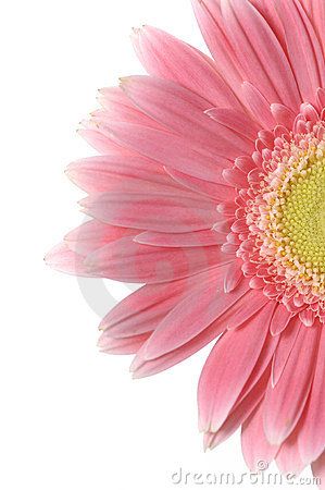 Detail of pink sunflower isolated on white Pink Sunflower Painting, Gift Background, Tropical Flower Plants, Lilies Of The Field, Pink Sunflowers, Wallpaper Flower, Sunflower Pictures, Macro Flower, Gerber Daisies