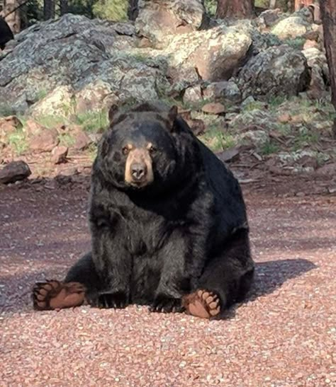 American Black Bear, North American Animals, Tattoo Nature, American Animals, Ponderosa Pine, Black Bears, Bear Photos, Funny Bears, Big Animals