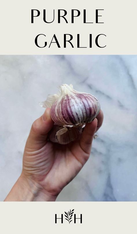 Purple garlic refers to varieties of garlic that naturally have purple-colored skin in most growing conditions. The entire bulb may be a lavender color, or the bulb may be white or cream with purple stripes. Some of the most popular purple garlic varieties include ‘Spanish Roja,’ ‘Metechi’ garlic, and ‘Purple Glazer.’ Contents show Introduction to … Garlic Varieties, Drying Garlic, Purple Garlic, Season Vegetables, Cold Climate Gardening, Harvesting Garlic, Red Russian, Planting Garlic, Garlic Scapes