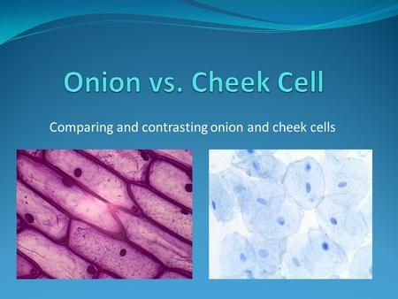 Cells Under Microscope, Under Microscope, Plant Cell, 7th Grade, Life Science, Powerpoint Presentation, Onions, Presentation, Free Download