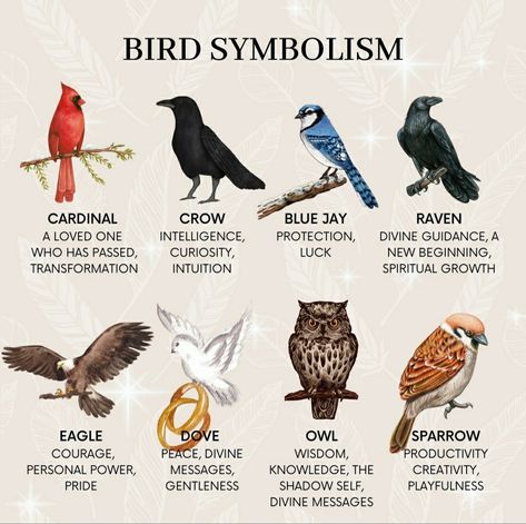 Bird Symbolism, Spirit Animal Meaning, Animal Meanings, Animal Spirit Guides, Types Of Birds, Witch Spirituality, Witchy Tips, Animal Symbolism, Witch Spell Book