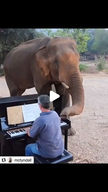 Pianist on Instagram: "Arguably the most heart warming video you’ll see all week 🥹

This is Paul Barton, a British pianist and teacher who lives in Thailand, playing Beethoven’s ‘Pathétique’ Sonata for a rescued elephant! 

Paul has been living in Thailand since the 90s. Alongside his online piano teaching, he runs an elephant sanctuary called Elephants World where he rescues injured and often orphaned elephants. 

Check out the full story via the link in our bio ☝🏽
.
.
.
.
.
.
.
.
.
.
#paulbarton #pianoreel #instareel #pianostory #pianovideo #pathetique #pathetiquesonata #beethoven #elephantsanctuarythailand #pianoelephant" Elephant Sanctuary Thailand, Elephant World, Piano Video, Elephant Sanctuary, Piano Teaching, Heart Warming, An Elephant, Amazing Animals, Most Favorite