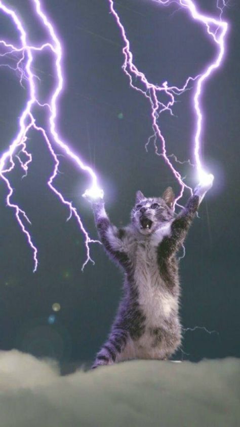 Phone Wallpaper Cat, Lightning God, Cat God, Lightning Photos, Cat Phone Wallpaper, Wallpaper Cat, Cat Background, Söt Katt, Funny Animal Photos