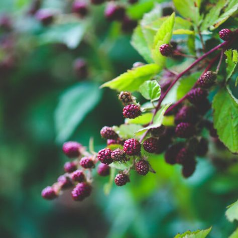 Homegrown National Park, Doug Tallamy, Asian Plants, Replace Lawn, Autumn Olive, National Wildlife Federation, Moth Species, Food Web, Wild Edibles