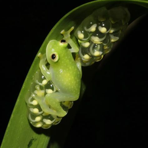 Glass act: Scientists reveal secrets of frog transparency | AP News Glass Frogs, Frog Species, Glass Frog, Life Form, Wonderful Things, Central America, Frogs, Scientists, The Secret