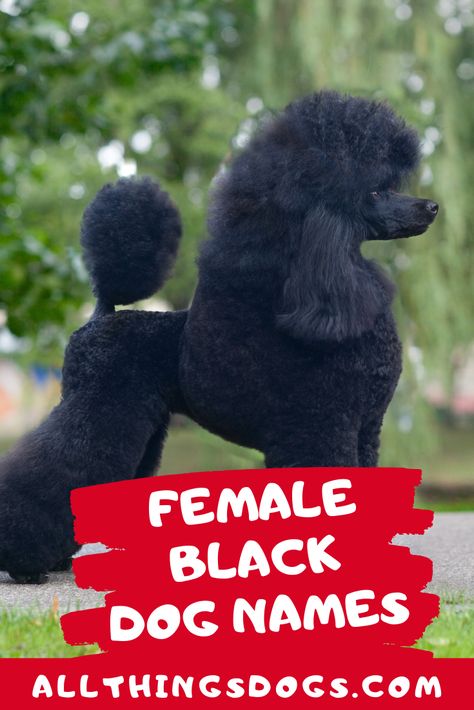 Whether you're looking for names for your small cute black dog or for your large female dog, we have put together a list of the best female black dog names, that are cute, sassy, popular and fancy. Check it out!  #femaleblackdognames #blackdognames #femaledognames Black Female Names, Cool Female Dog Names, Top Female Dog Names, Unique Girl Dog Names List, Best Female Dog Names, Girl Pet Names, Disney Girl Dog Names, Cute Black Dog, Dogs Names List