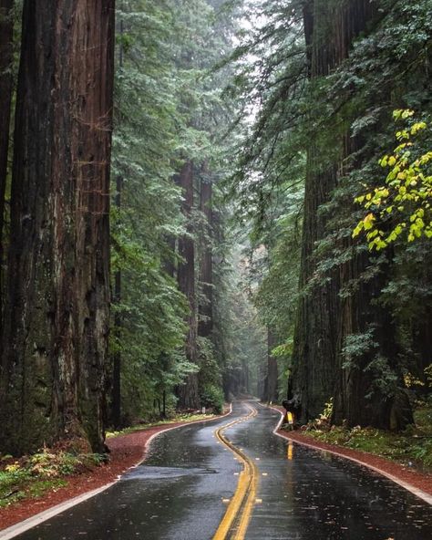 Pnw Aesthetic, Avenue Of The Giants, Mendocino California, Calm Nature, Midwest Emo, Noah Kahan, The Giants, Pretty Landscapes, Pretty Places