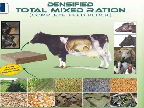 TOTAL MIXED RATIONS (TMR) -A NEW TRENDS IN LIVESTOCK FEEDING Recipe Formulas, Cow Feed, Barley Grain, Corn Grain, Formula Recipes, Black Soldier Fly, Livestock Feed, Raising Farm Animals, Cattle Feed