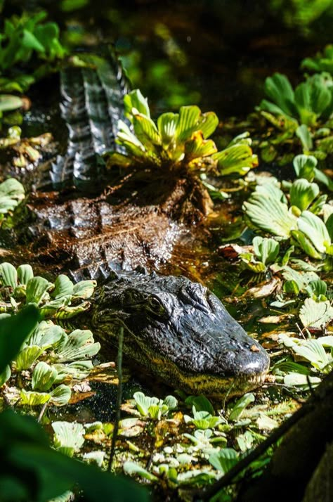 Corkscrew Swamp Sanctuary - American Alligator Alligator Aesthetic, Alligator In Swamp, Swamp Aesthetic, Crocodile Facts, Things To Do In Naples, Bald Cypress, American Alligator, Wildlife Habitat, Naples Florida