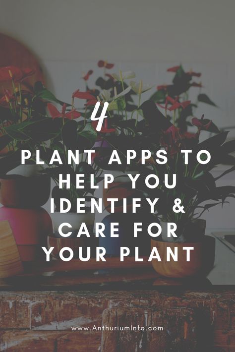 4 plant apps to help you identify and care for a plant | Anthurium Info | app, anthurium plant, plants, houseplant, houseplants, smartphone, help Plant Identifier App Free, House Plants For Air Purification, How To Take Care Of Anthurium Plant, House Plants And Their Benefits, House Plant Watering Guide, Anthurium Plant Care, Plant App, Anthurium Plant, Identify Plant