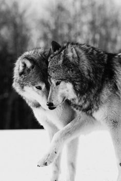 Wolf Mates, Wolf Husky, Regnul Animal, Wolf Photography, Wolf Artwork, Wolf Quotes, Wolf Photos, Wolf Spirit Animal, Wolf Wallpaper