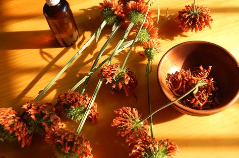 Wild Dagga Benefits, Leonotis Leonurus, Wild Dagga, Plant Study, Snake Bite, Herbal Plants, Perennial Shrubs, Home Health Remedies, Wild Edibles