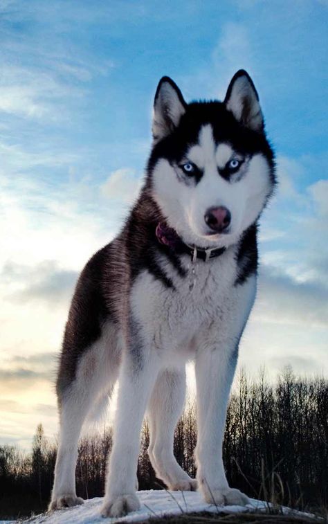 Haski Dog, Wolf Husky, Husky Pics, Husky Lover, Husky Puppy, Husky Dogs, Dog Sledding, Diy Dog Stuff, Siberian Husky