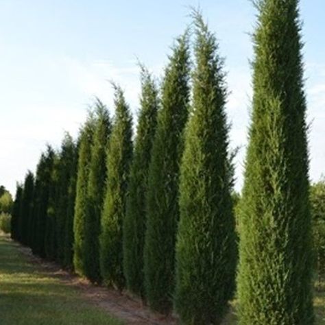 Taylor Juniper, Hedges Landscaping, Italian Cypress Trees, Eastern Red Cedar, Leyland Cypress, Juniper Tree, Evergreen Hedge, Privacy Landscaping, Exquisite Gardens