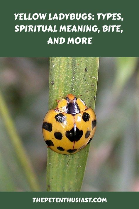 What types of ladybugs are yellow? What are the spiritual meanings of yellow ladybugs? Are they dangerous? LEARN HERE. Types Of Ladybugs, Yellow Ladybug, Giant Bamboo, Types Of Bugs, Types Of Fungi, Lady Beetle, Spiritual Meaning, Black Spot, Meant To Be