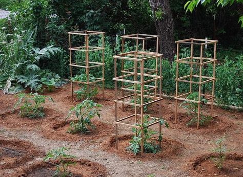 10 Cheap and Easy DIY Tomato Cages - Gardeners' Magazine Teepee Trellis, Plant Cages, Tomato Trellis, Growing Tomato Plants, Garden Vegetables, Support Plante, Tomato Cages, Garden Veggies, Tomato Garden