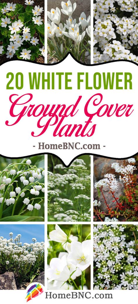 20 White Flower Ground Cover Plants that Spread Quickly Snow In Summer Ground Cover, White Flower Ground Cover, Snow On The Mountain Plant, White Ground Cover, Flower Ground Cover, Phlox Ground Cover, Shade Ground Cover, White Perennial Flowers, Ground Cover Flowers