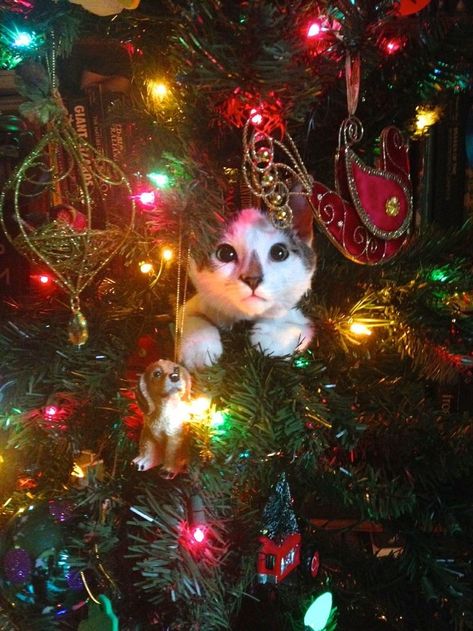 Christmas With Cats, Cats And Christmas, Christmas Kitties, Christmas Critters, Christmas Pets, Christmas Kitty, Animals Christmas, Cat Christmas Tree, Kitty Christmas