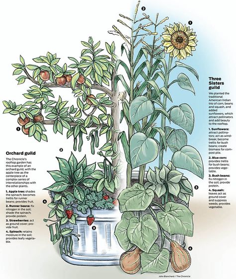 Garden Guilds, Food Forest Garden, Permaculture Gardening, Permaculture Design, Veg Garden, Food Forest, Forest Garden, Rooftop Garden, Small Space Gardening