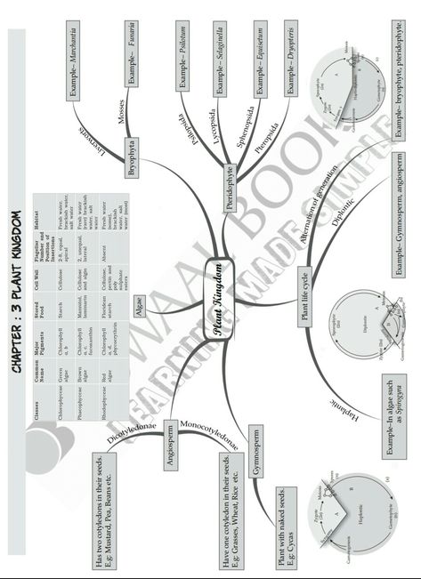 Plant kingd Plant Kingdom Mind Map, Plant Kingdom Notes Class 11, Biology Class 11, Neet Notes, Concept Maps, Learn Biology, Learn Physics, Biology Worksheet, Plant Notes