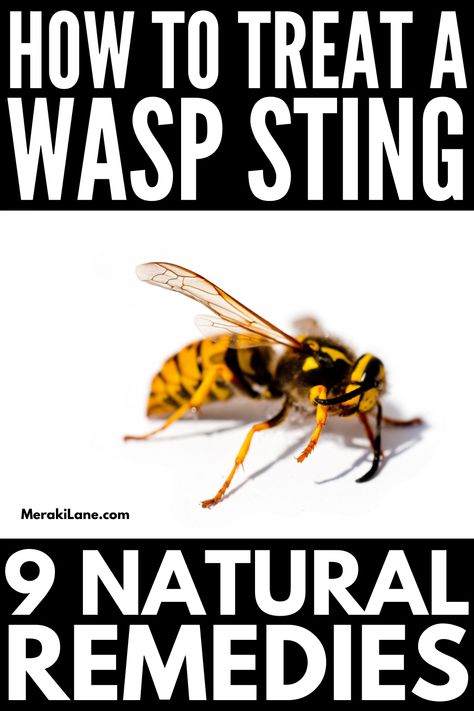 9 Wasp Sting Remedies to Reduce Pain and Swelling Home Remedy For Wasp Sting, Natural Bee Sting Remedy, How To Treat A Wasp Sting, Wasp Sting Remedy Swelling, Red Wasp Sting, Wasp Stings Relief, Bee Sting Remedies, Bee Sting Swelling, Bee Sting Remedy