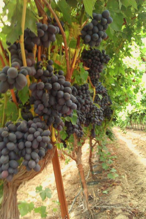 Wine grapes, Napa Valley, CA Grape Orchard, Wine Grapes, Islamic Paintings, Napa Valley, Happy Place, Go Out, Happy Places, Grapes, Paintings