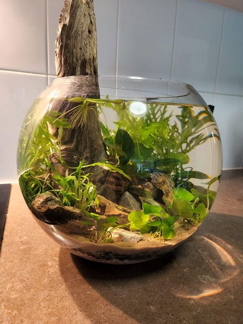 10g Aquascape, Shrimp Bowl Aquarium, Fishbowl Aquascape, Fish Bowl Aquascape, Bowl Aquascape, Moss Garden Terrarium, Moss Terrarium Ideas, Indoor Moss Garden, Round Aquarium